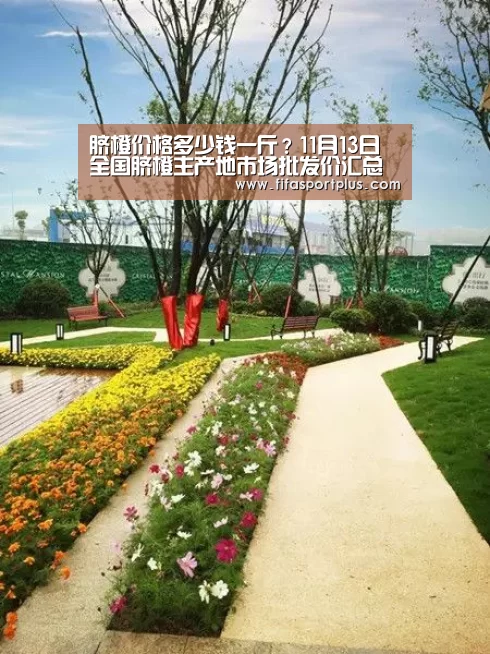 脐橙价格多少钱一斤？11月13日全国脐橙主产地市场批发价汇总“中文资讯”